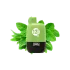 Katana 5000 Spearmint